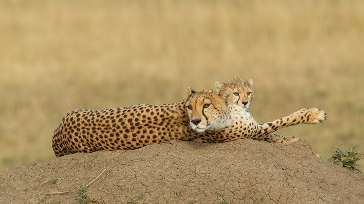 cheetah