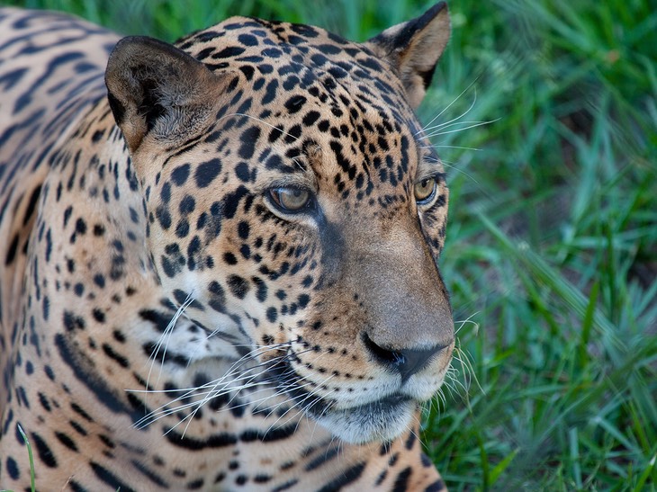 jaguar