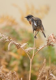 stonechat