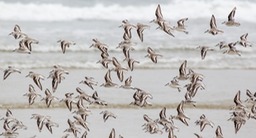 sanderling