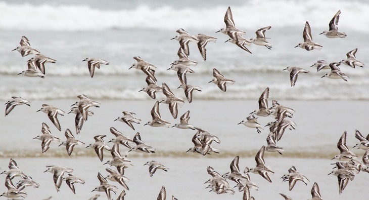 sanderling