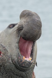 southern elephant seal