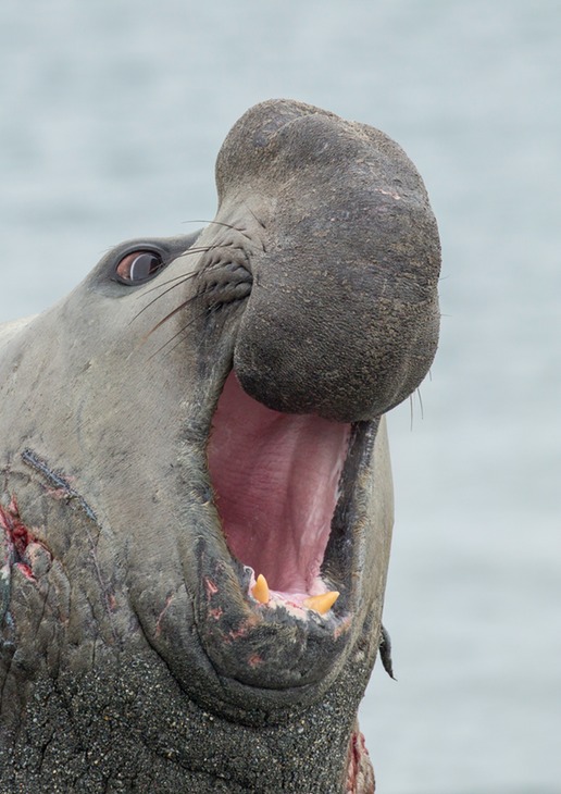 southern elephant seal