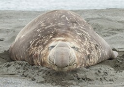 southern elephant seal