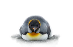 king penguin