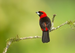 masked crimson tanager