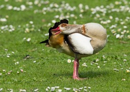 egyptian goose