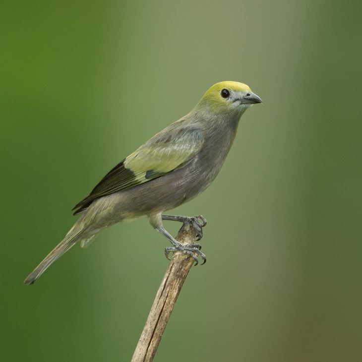 palm tanager