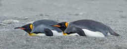 king penguin