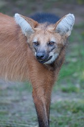 maned wolf