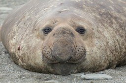 southern elephant seal