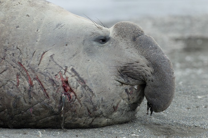 southern elephant seal