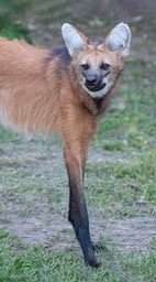 maned wolf