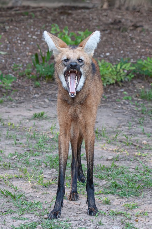 maned wolf