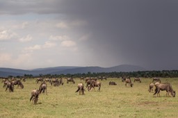 wildebeest