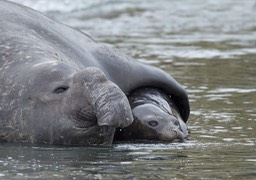 southern elephant seal