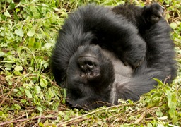 mountain gorilla