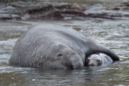 southern elephant seal