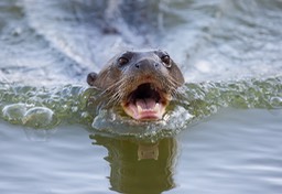 giant river otter