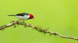 red capped cardinal