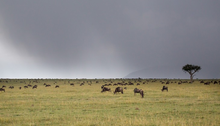 wildebeest