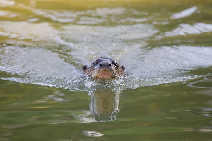 giant river otter