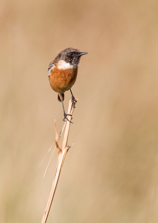 stonechat