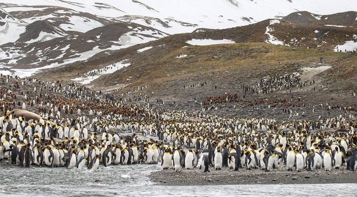 king penguin