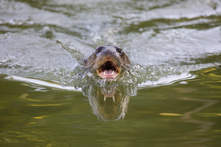 giant river otter