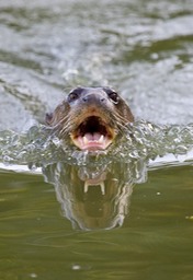 giant river otter