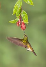 buff tailed coronet