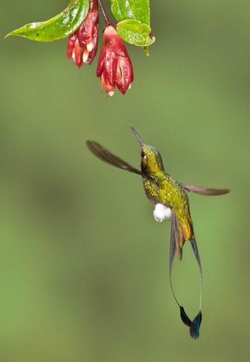 booted racket tail