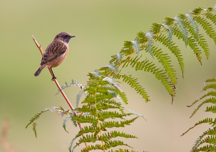 stonechat