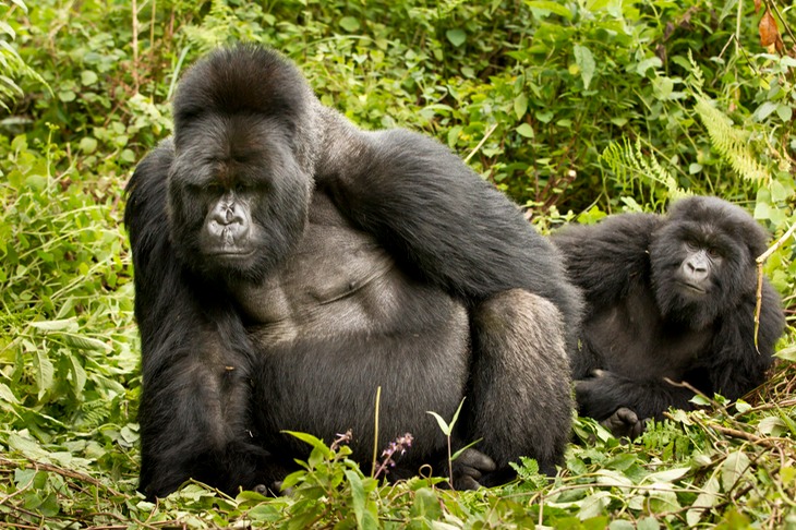 mountain gorilla