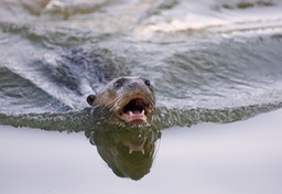 giant river otter