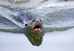 giant river otter