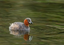 little grebe