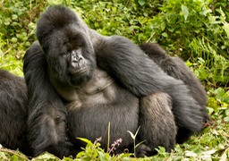 mountain gorilla