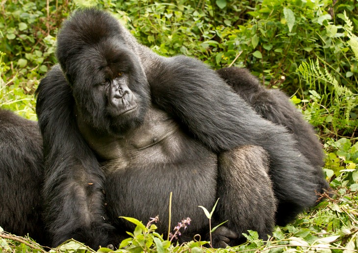 mountain gorilla