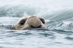 southern elephant seal