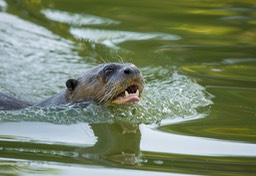 giant river otter