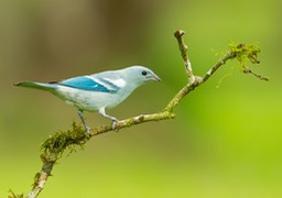 blue grey tanager