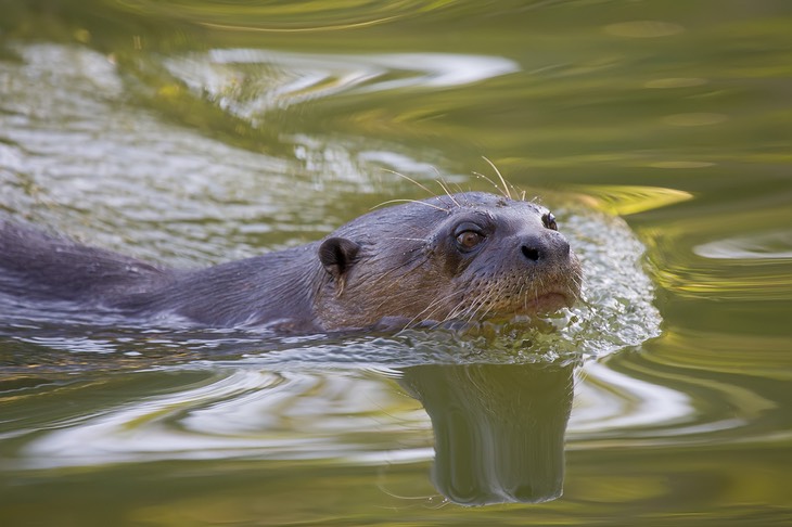 giant river otter