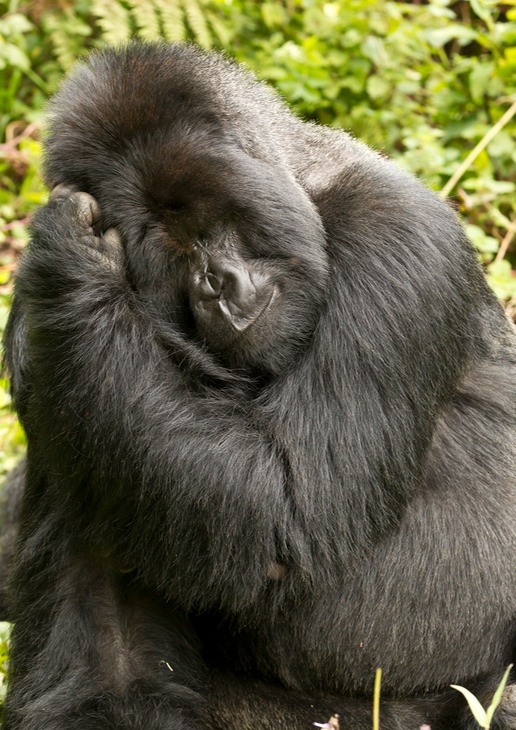 mountain gorilla