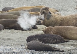 southern elephant seal