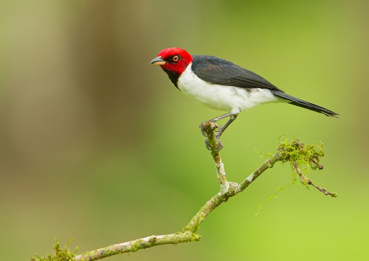 red capped cardinal