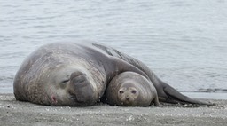 southern elephant seal