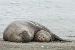 southern elephant seal