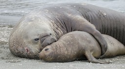 southern elephant seal
