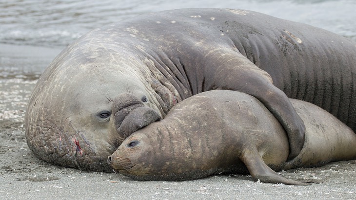 southern elephant seal